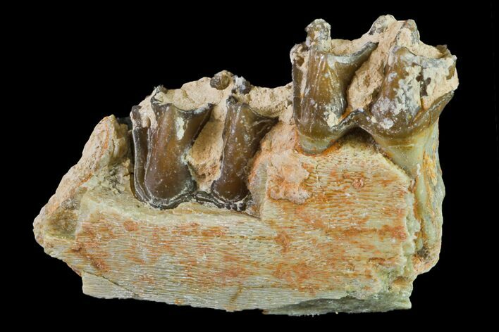 Fossil Horse (Mesohippus) Jaw Section - South Dakota #157470